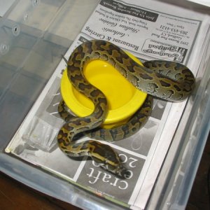 Rock male (waiting to eat)