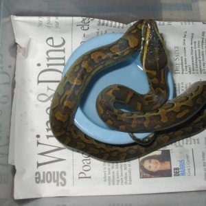 Rock female 3-4