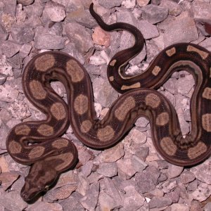 MOTLEY HET FOR ALBINO