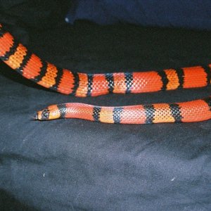 Tika