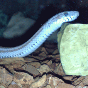 Ghost Motley Corn Snake