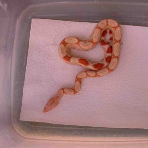 ALBINO JUNGLE 2