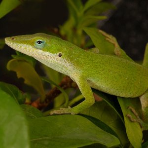 Mr. Anole