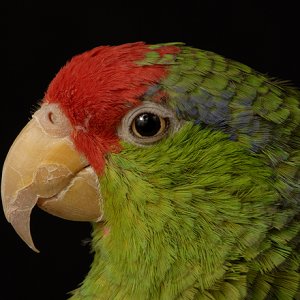 Headshot