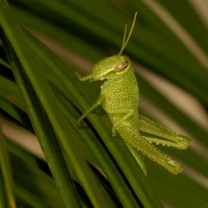 Katydid