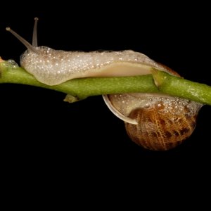 Bubbleing Snail