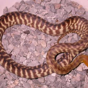 female woma 1