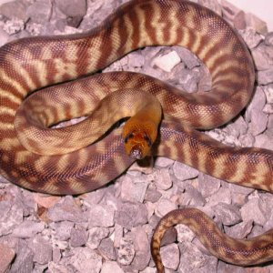 female woma 2
