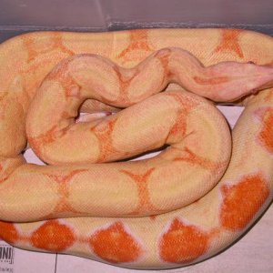 MALE CORAL ALBINO JUNGLE