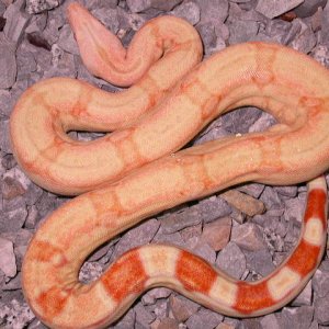MALE CORAL ALBINO