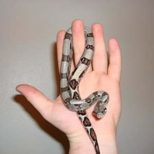pic4