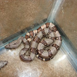 pic1