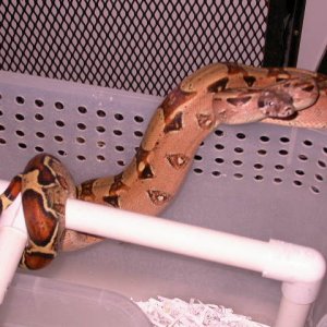 pastel het