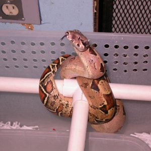 pastel het