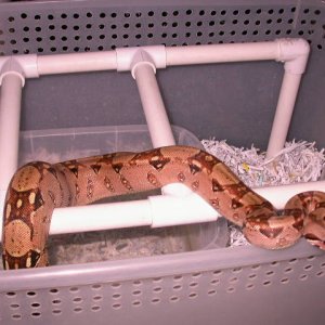 pastel het