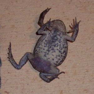5 legged Toad