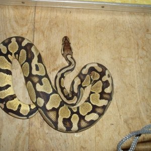 04 male pastel ball