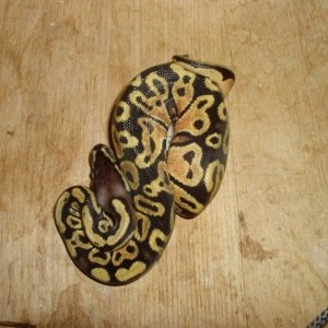 07 male pastel ball