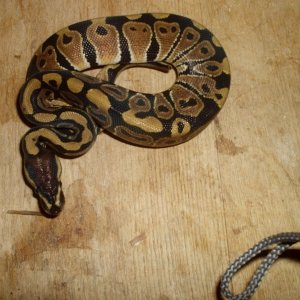 07 female normal ball