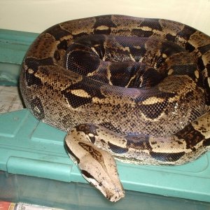 99 male het for albino