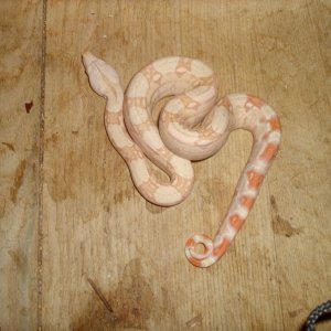 07 male albino