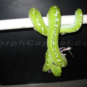 MC_10Chondro