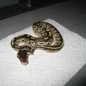 MC_0107Mojave2