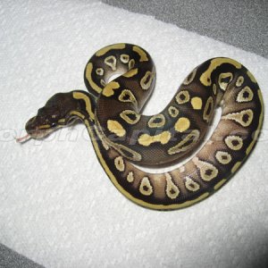 MC_0107Mojave1