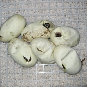 MC_Eggs_Sept_4