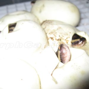 MC_Eggs_Sept_2
