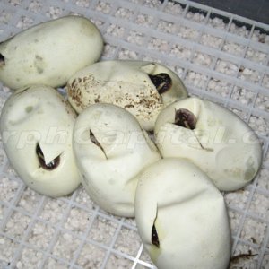 MC_Eggs_Sept_3