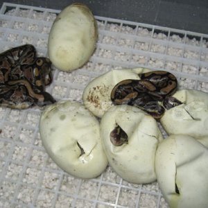 MC_Eggs_Sept_1