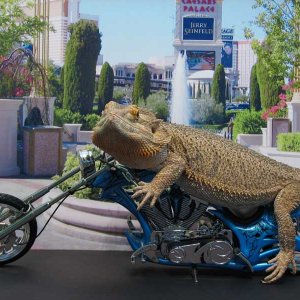 "Hannibal" Easy Rider