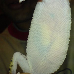 geckajuan