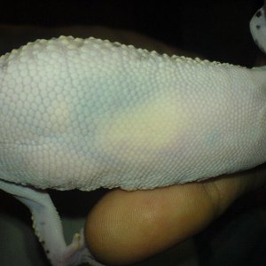 geckajuan2