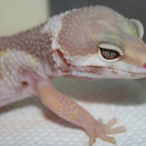 Albino Gem Snow