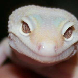 Albino Gem Snow