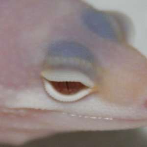 Albino Gem Snow