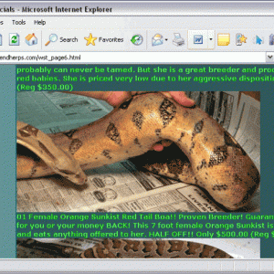 HighEndHerps Sunkist Boa
