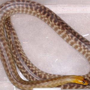 Female woma