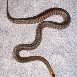 Gravid woma