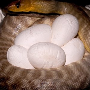 Woma with her eggs