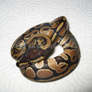 MC_Norm_07_2_1