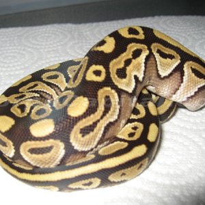 MC_Mojave_07_3_1