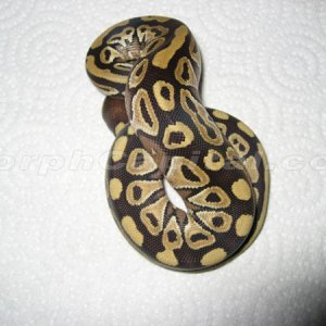 MC_Mojave_07_3_3