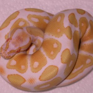albino