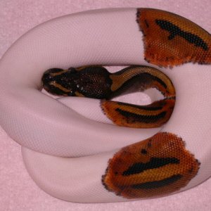 piebald