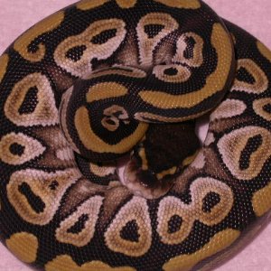 female mojave