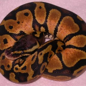 pastel het axanthic