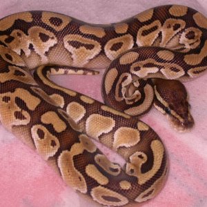 male lesser platinum